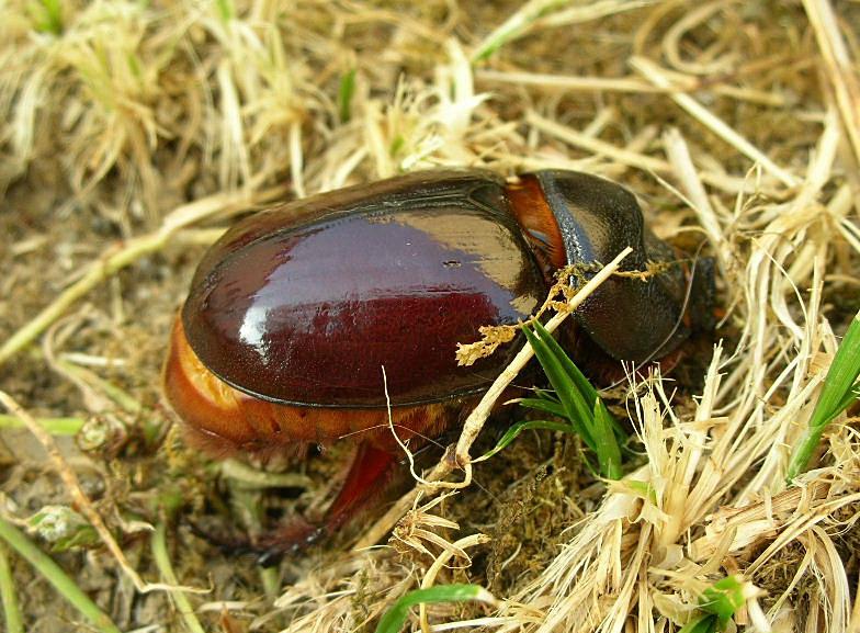 Oryctes nasicornis ... Scarabeo rinoceronte